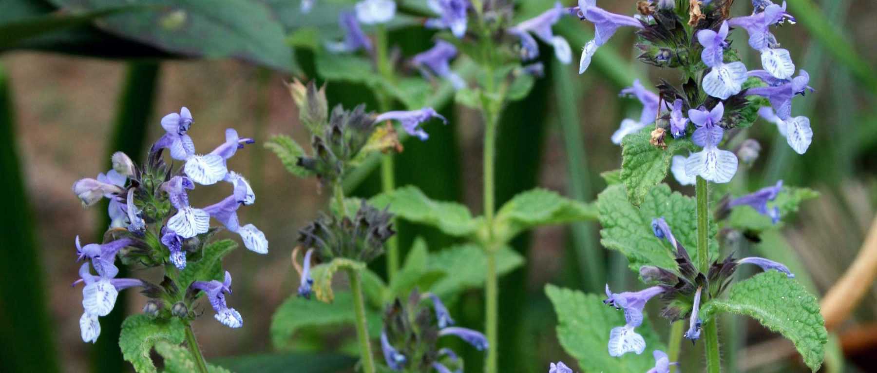 Nepeta, Menthe des chats : plantation, culture, taille et entretien