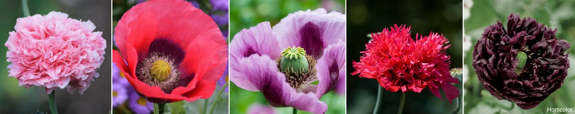 Papaver somniferum