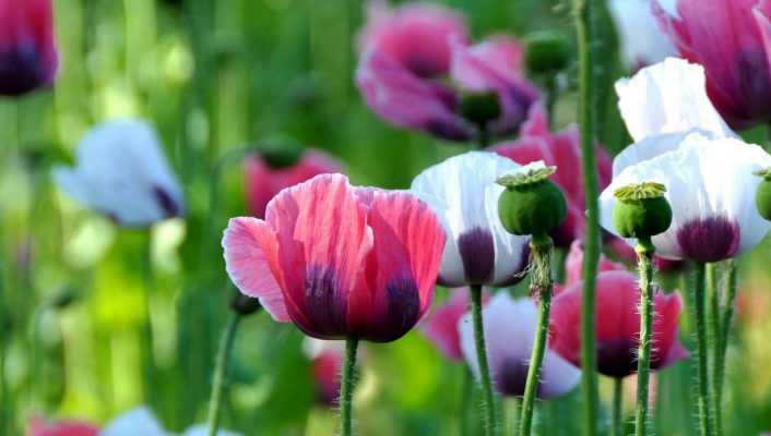 Coquelicots et pavots annuels : semer, cultiver et entretenir