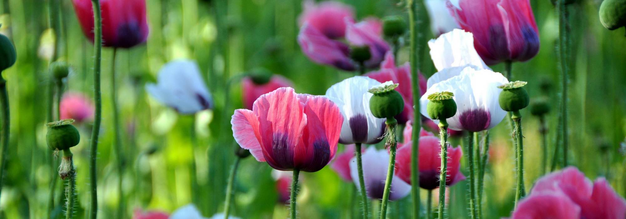 Coquelicots et pavots annuels : semer, cultiver et entretenir