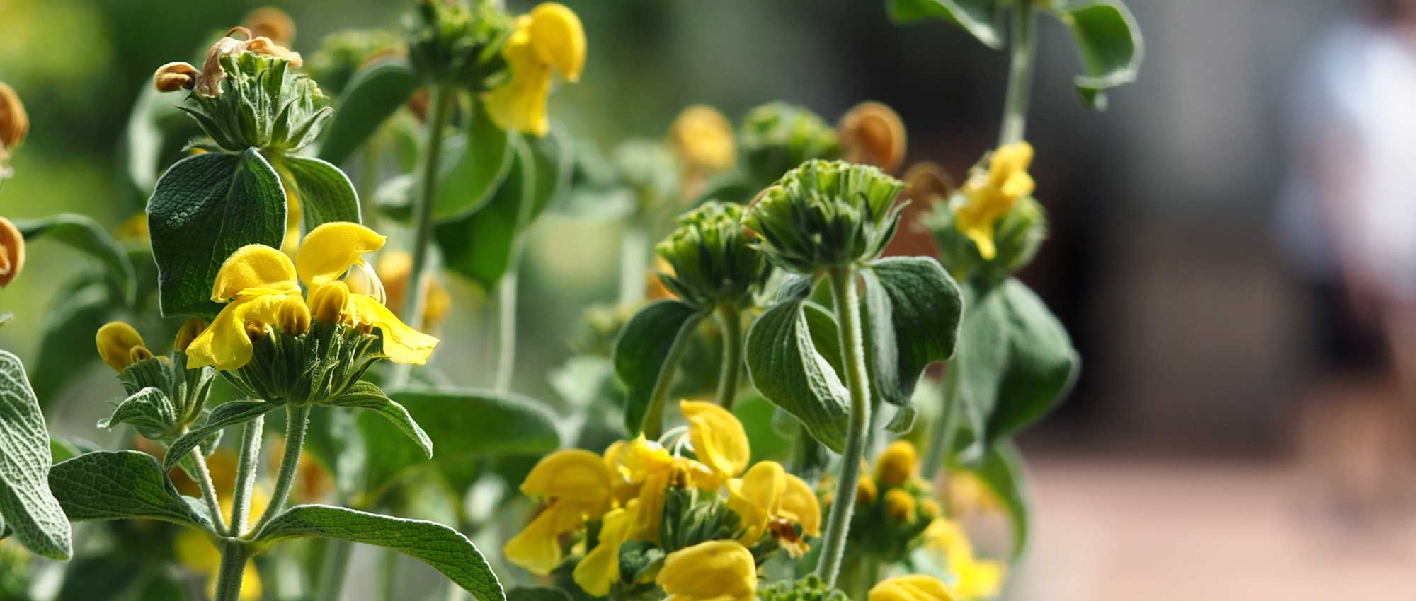 Phlomis, Sauge de Jérusalem : plantation, culture et entretien