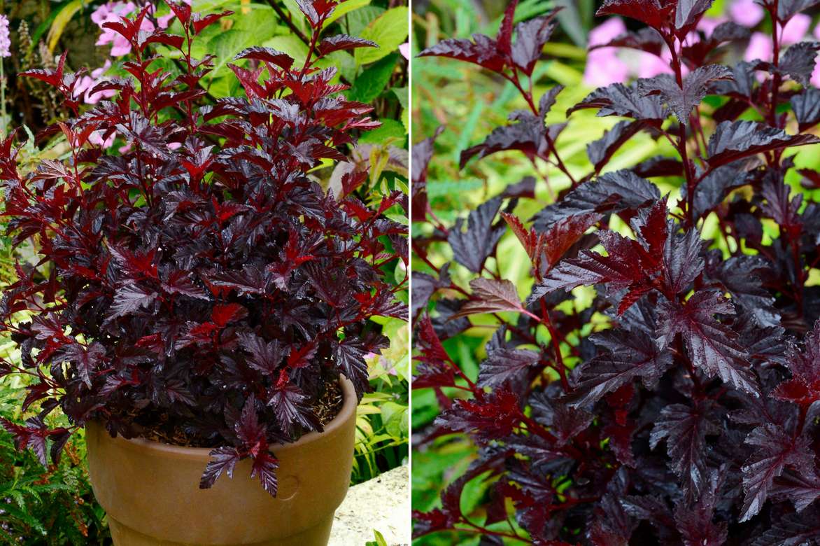 Petit Physocarpus pour culture en pot