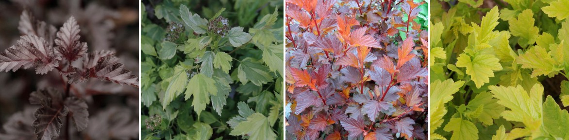 Physocarpus, feuilles décoratives