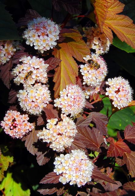 Physocarpus