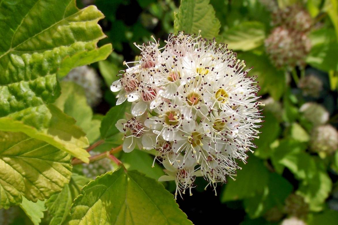Physocarpus, fleur