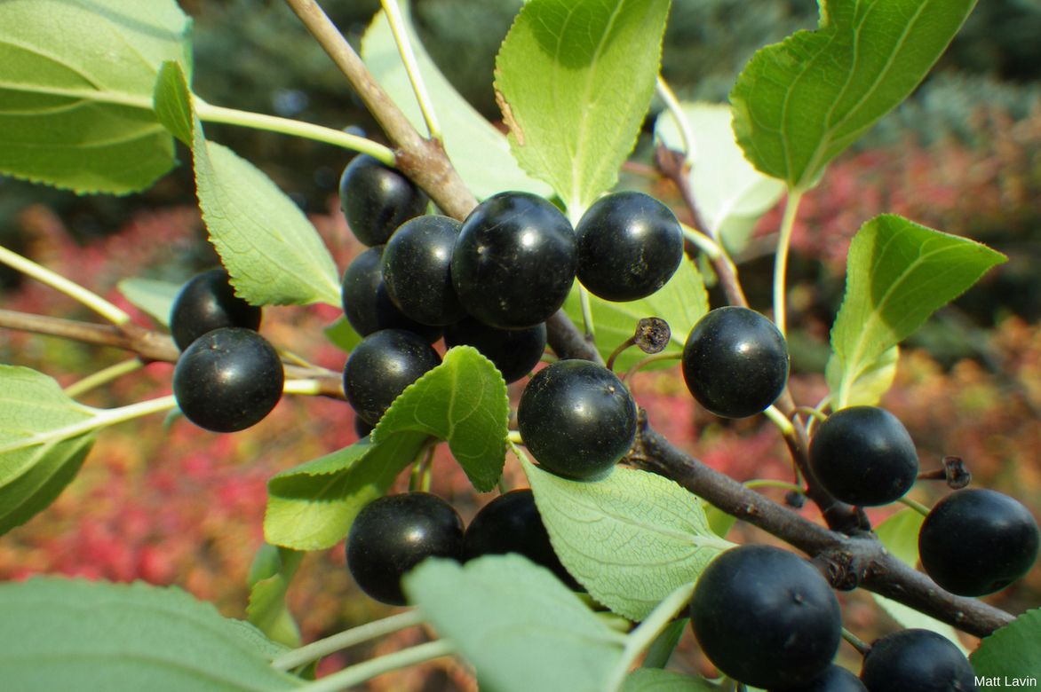 Fruits de Nerprun, bourdaine