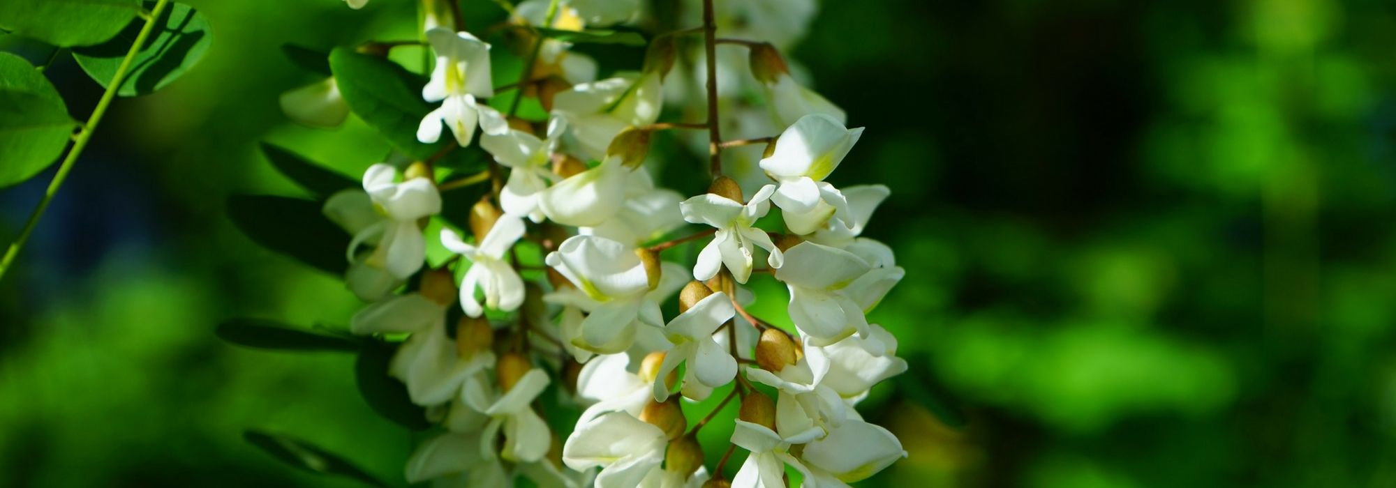 Robinier, Faux acacia : planter, tailler et entretenir