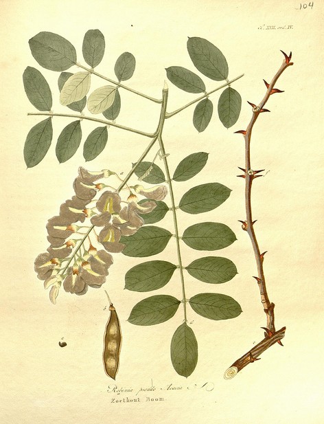 robinier, acacia