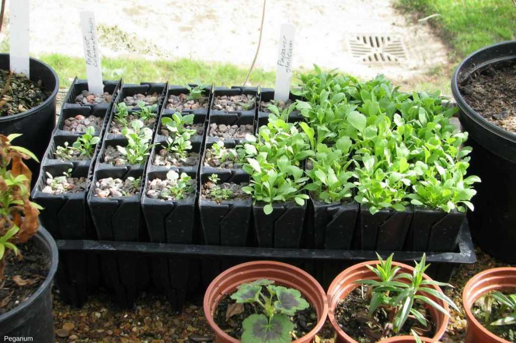 Coquelicots et pavots annuels semer, cultiver et entretenir Promesse de