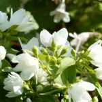 Seringat, Philadelphus : plantation, taille, bouture