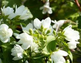 Seringat, Philadelphus : plantation, taille, bouture