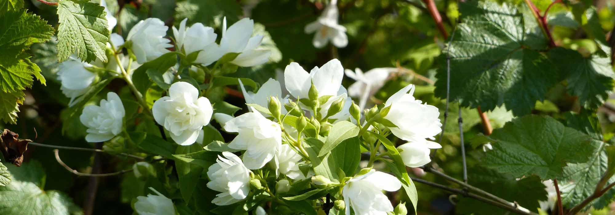 Seringat, Philadelphus : plantation, taille, bouture