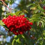 Sorbiers, sorbus : planter, tailler et entretenir