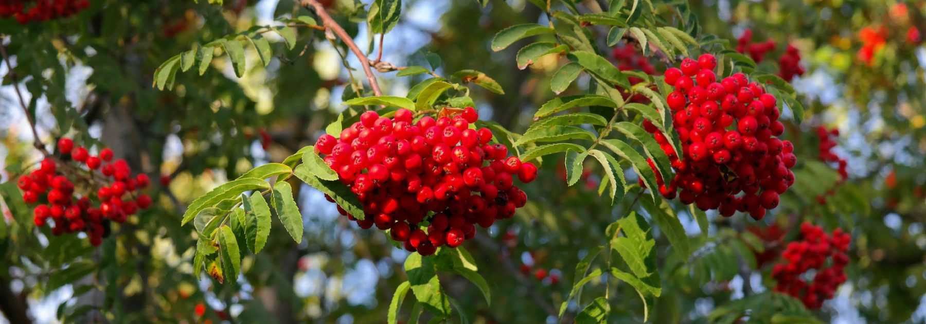 Sorbiers, sorbus : planter, tailler et entretenir