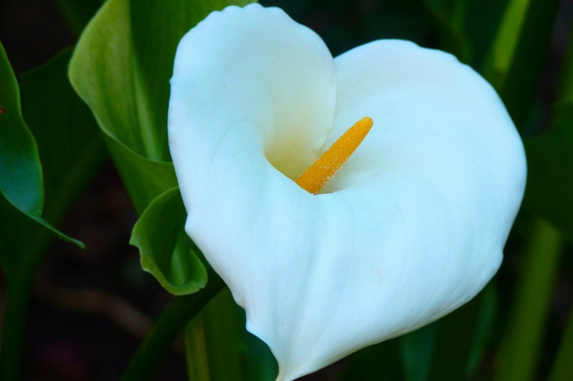 Fleur d'arum ou calla blanc