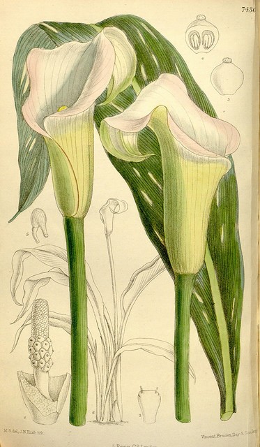 calla, arum