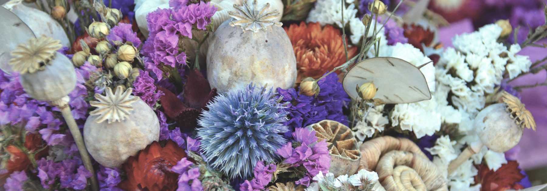 Fleurs séchées, Verveine Bleue, comestibles