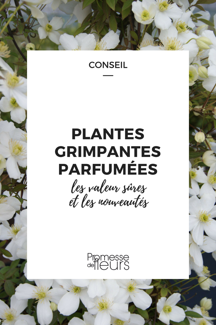 plantes grimpantes parfumées