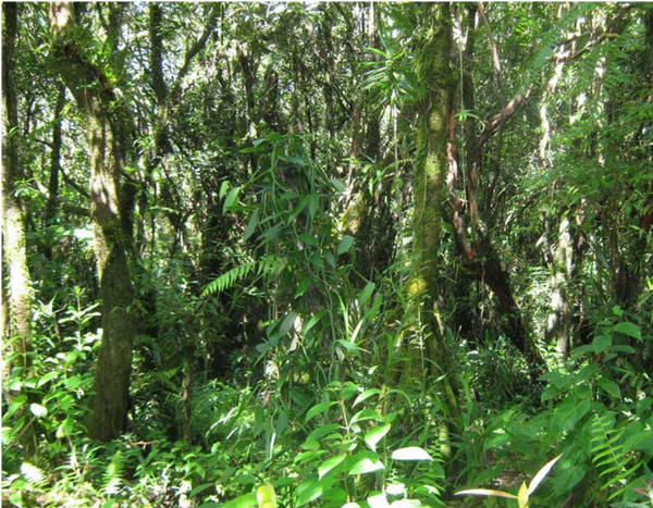 Voyage à la Réunion (2ème partie)