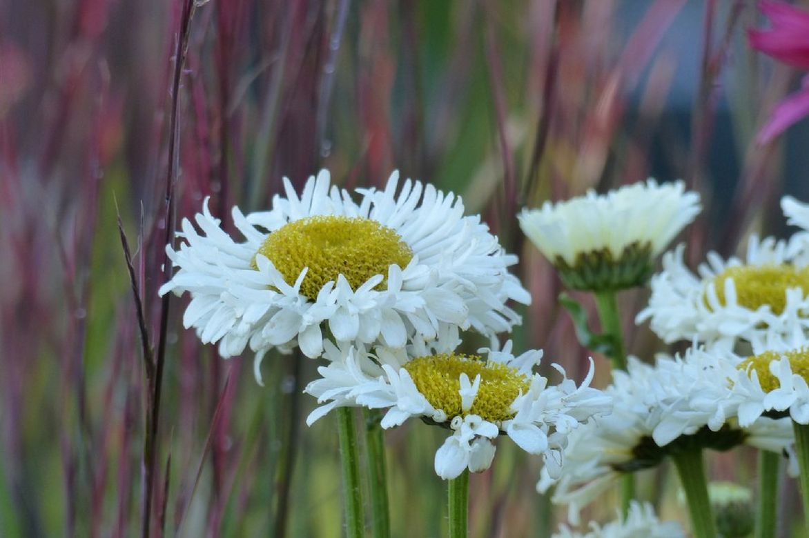 leucanthemum