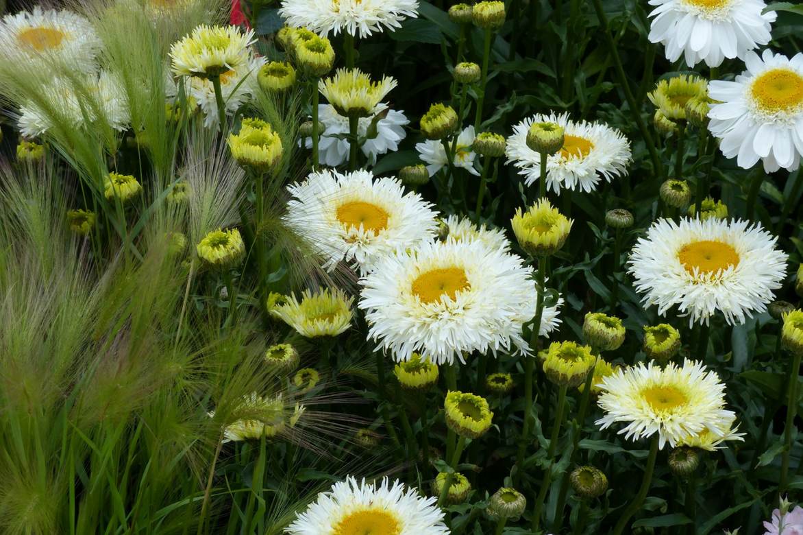 Marguerite, Leucanthemum : planter et entretenir - Promesse de Fleurs