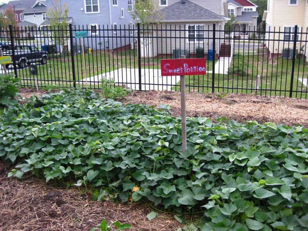 Patate douce : plantation, culture, récolte au potager - Promesse de Fleurs