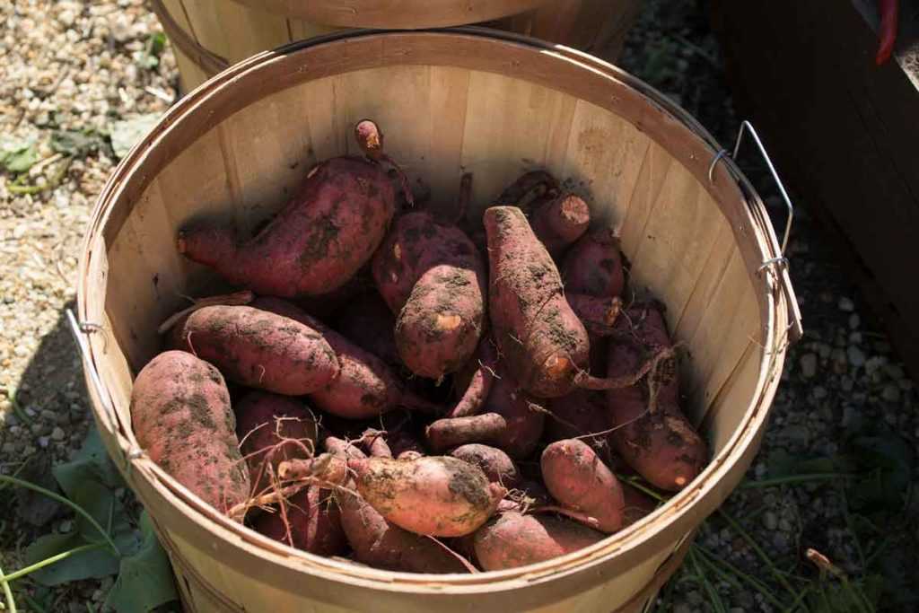 Patate douce plantation, culture, récolte au potager Promesse de Fleurs