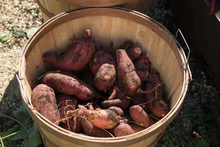 Patate douce plantation, culture, récolte au potager Promesse de Fleurs — free download