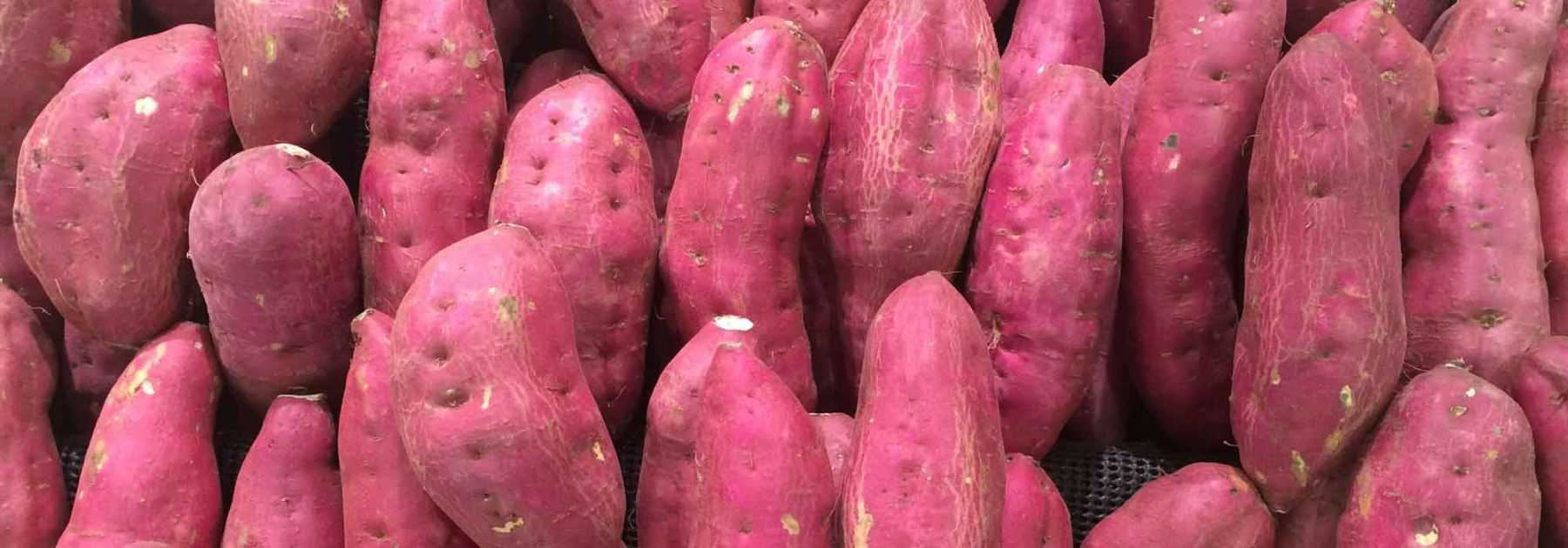 Patate douce : plantation, culture, récolte au potager