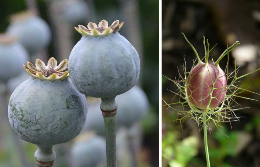 fruits décoratifs pour bouquets secs