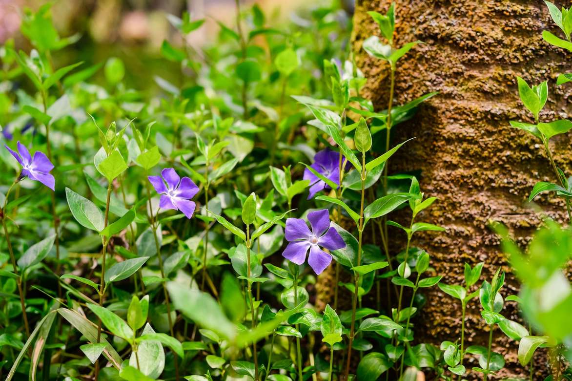 Pervenche : planter, cultiver et entretenir - Nos conseils - Promesse de  Fleurs