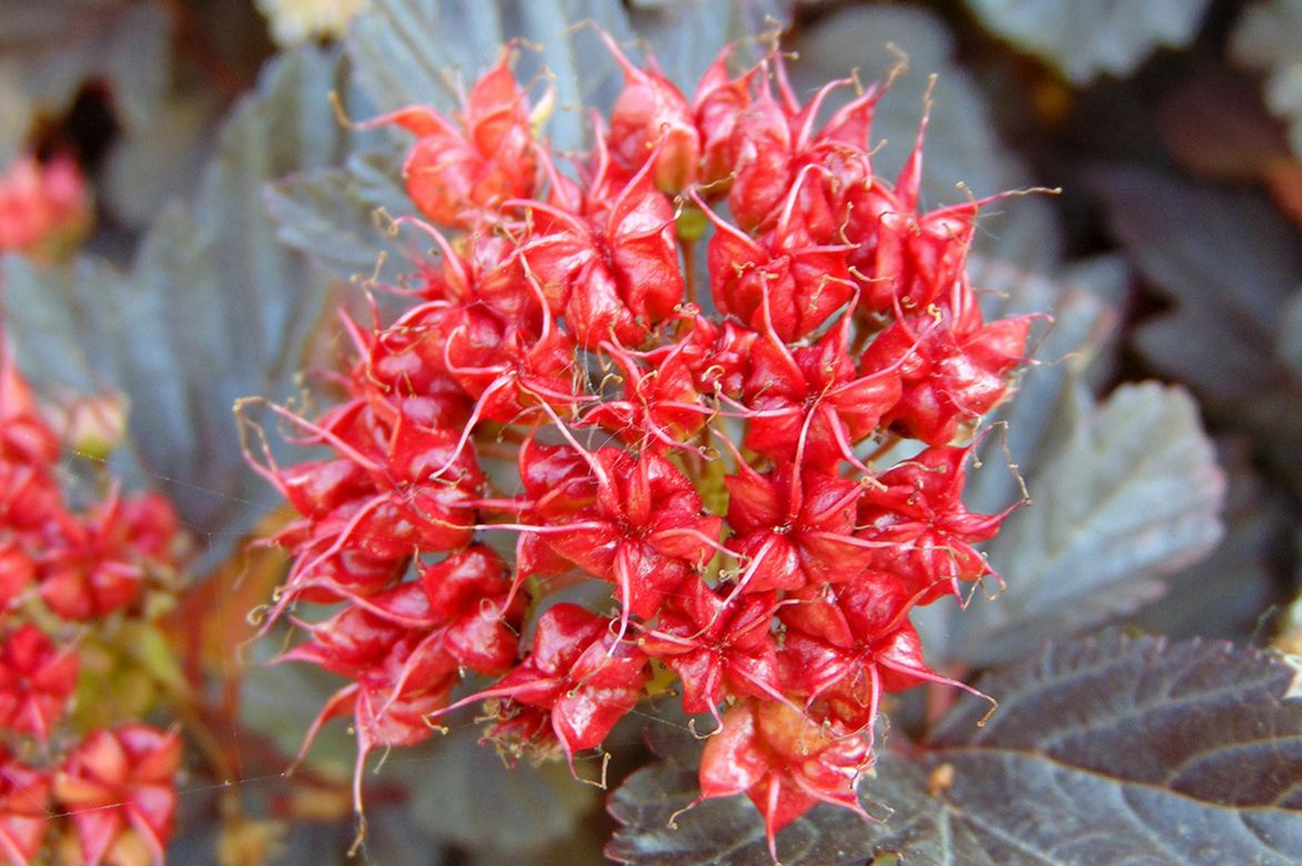 Fruits, graines du physocarpus