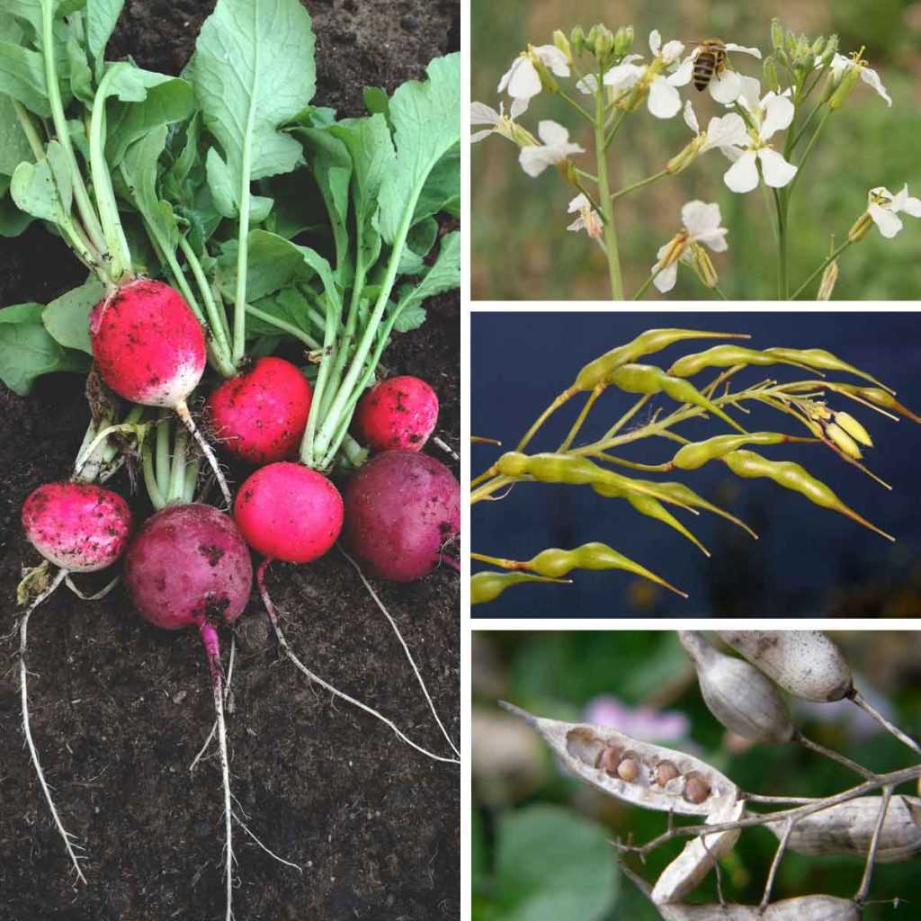 Le radis semer, cultiver, récolter Conseils potager