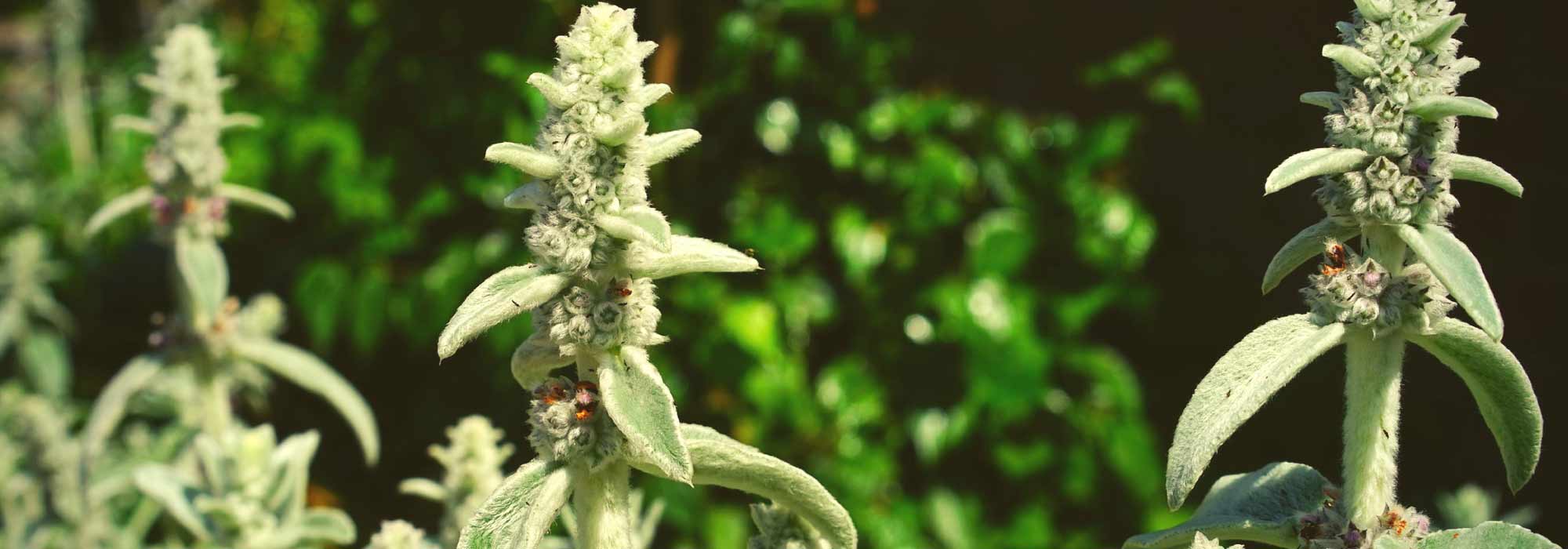 Oreille d'ours, Stachys : plantation, culture et entretien