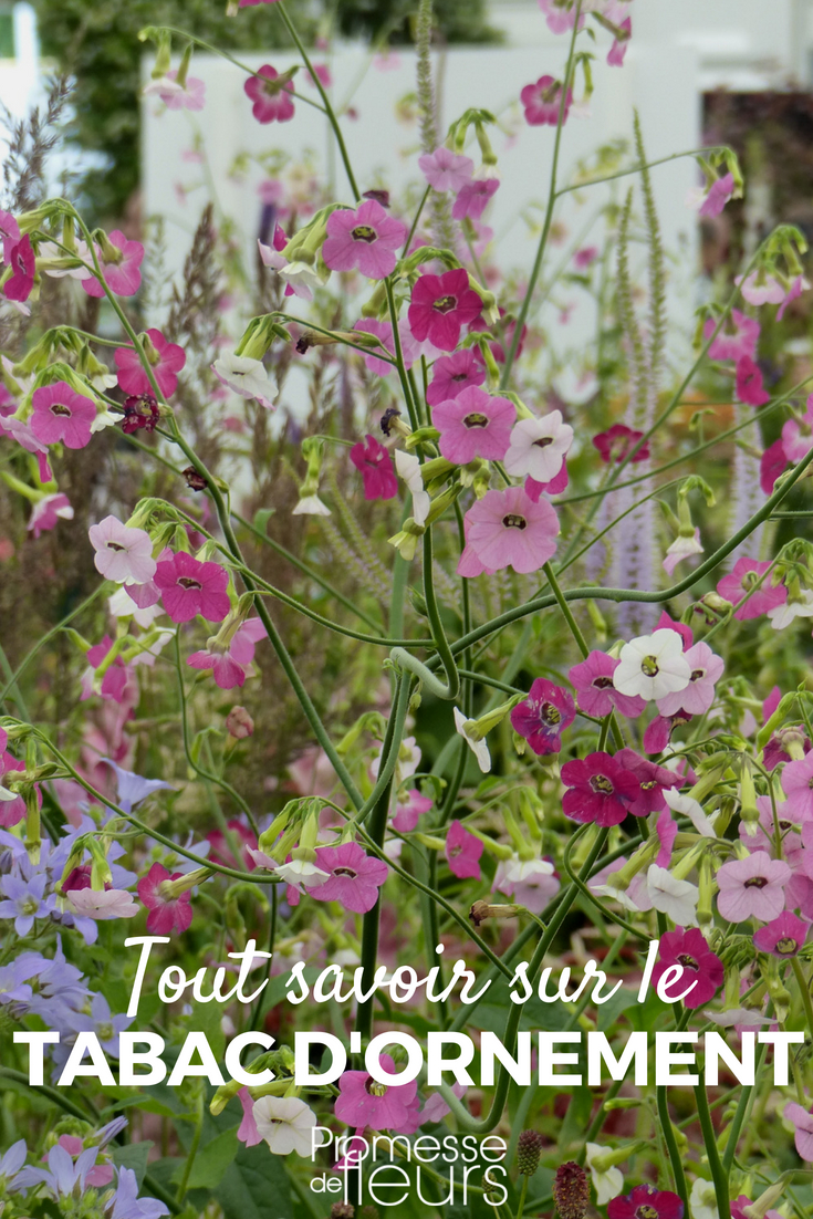 Le tabac d'ornement est une plante annuelle à jolies fleurs tubulaires. Voici nos conseils et secrets pour réussir son semis, sa plantation et son d'entretien au jardin ou en potée, sur la terrasse ou le balcon !