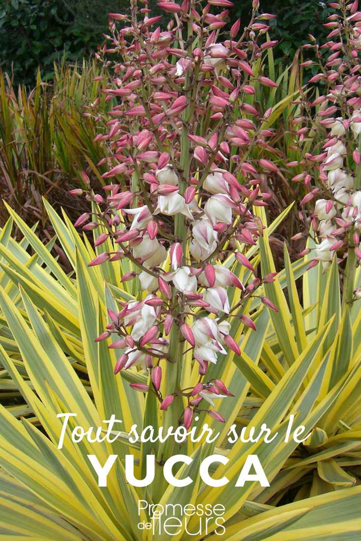 Yucca Elephantipes, grande plante d'intérieur réelle, toujours verte, haute  plante.