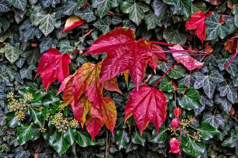 Lierre : planter, cultiver, tailler - Promesse de Fleurs