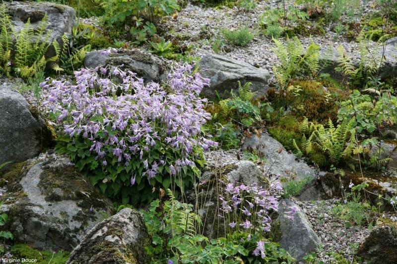 hosta, rocaille