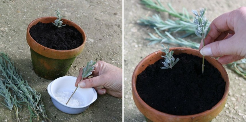 Comment bouturer la lavande en été