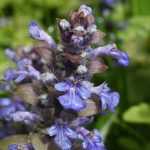 Bugle rampante, Ajuga : planter, cultiver, entretenir