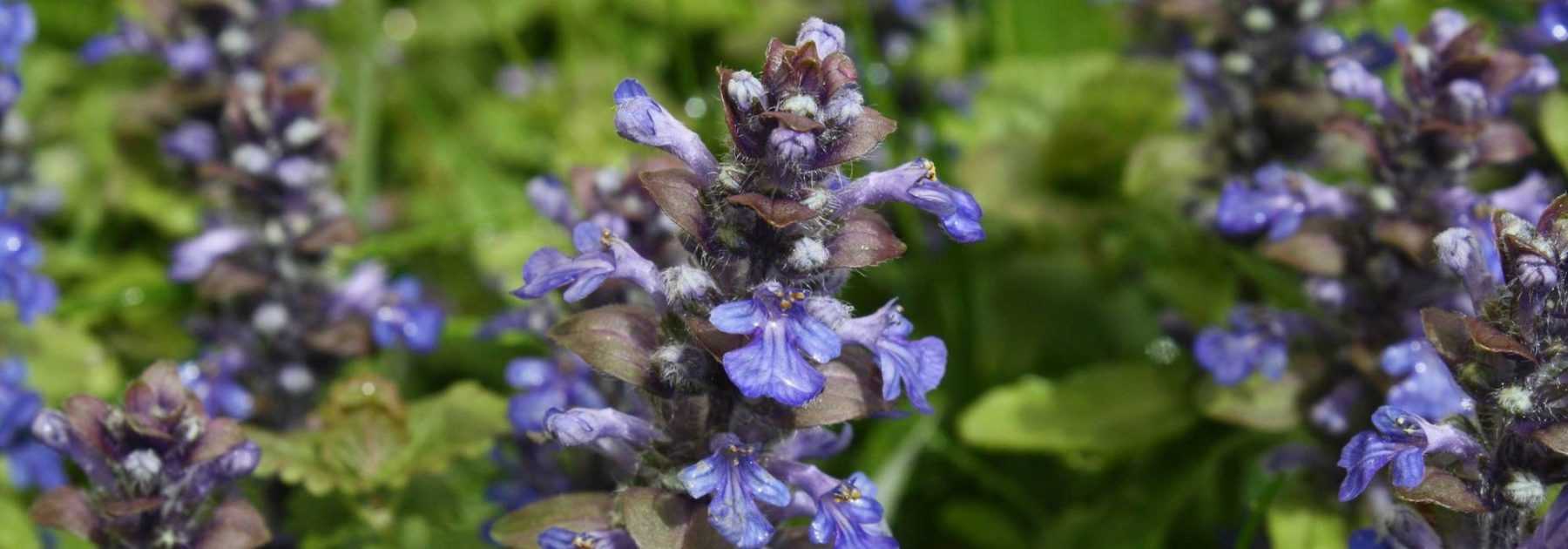 Bugle rampante, Ajuga : planter, cultiver, entretenir