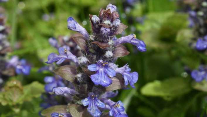 Bugle rampante, Ajuga : planter, cultiver, entretenir - Blog Promesse ...