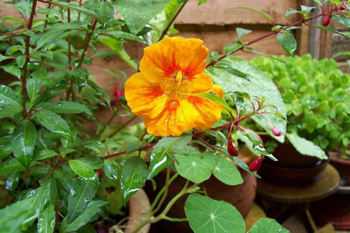 Tropaeolum majus