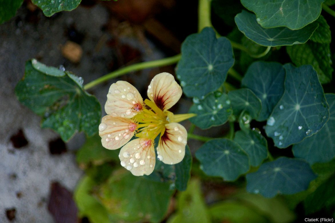 Tropaeolum majus