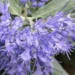 Caryopteris, Spirée bleue : planter, tailler, entretenir