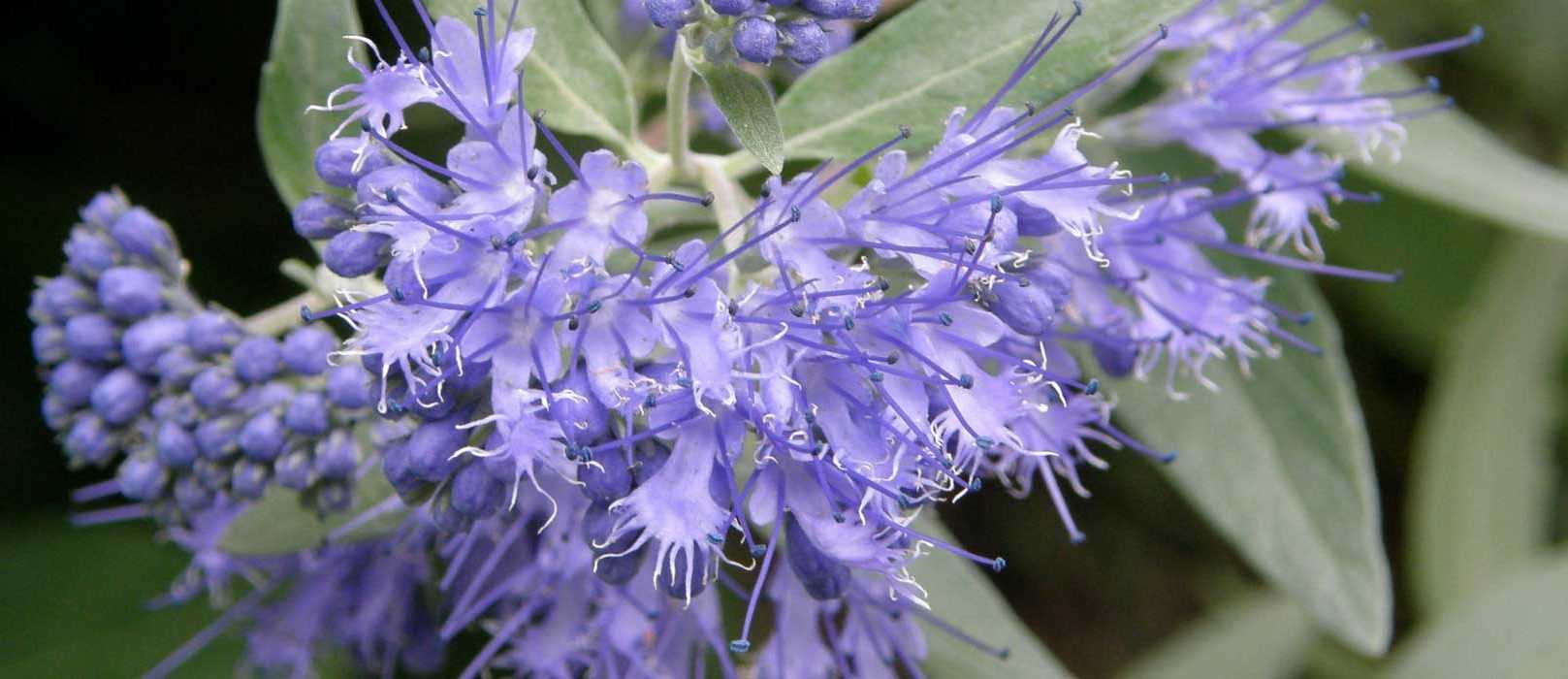 Caryopteris, Spirée bleue : planter, tailler et entretenir - Promesse ...