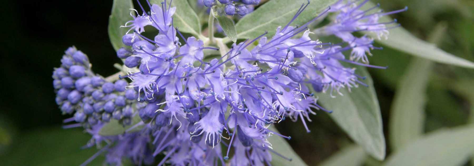 Caryopteris, Spirée bleue : planter, tailler, entretenir