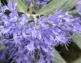 Caryopteris, Spirée bleue : planter, tailler, entretenir