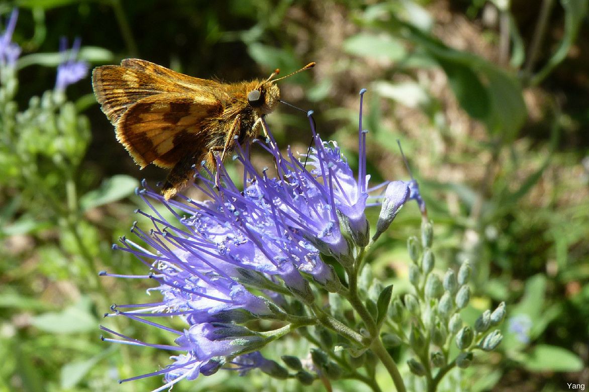 Barbe-bleue