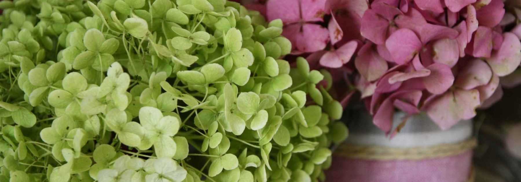 Comment faire sécher les fleurs d'hortensia - Tutoriel